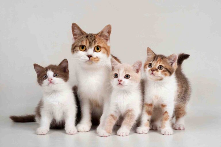 Why Are Videos of Cats Taking Over Your Feed?